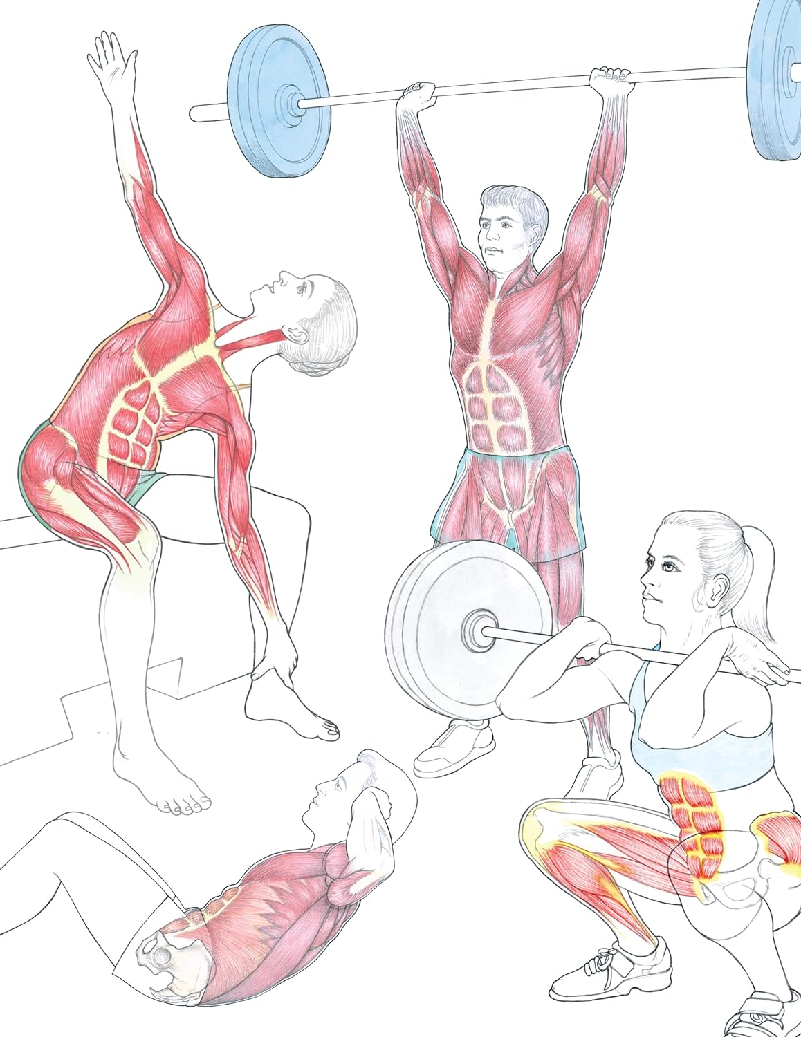 New Anatomy for Strength & Fitness Training An Illustrated Guide By Mark Vella