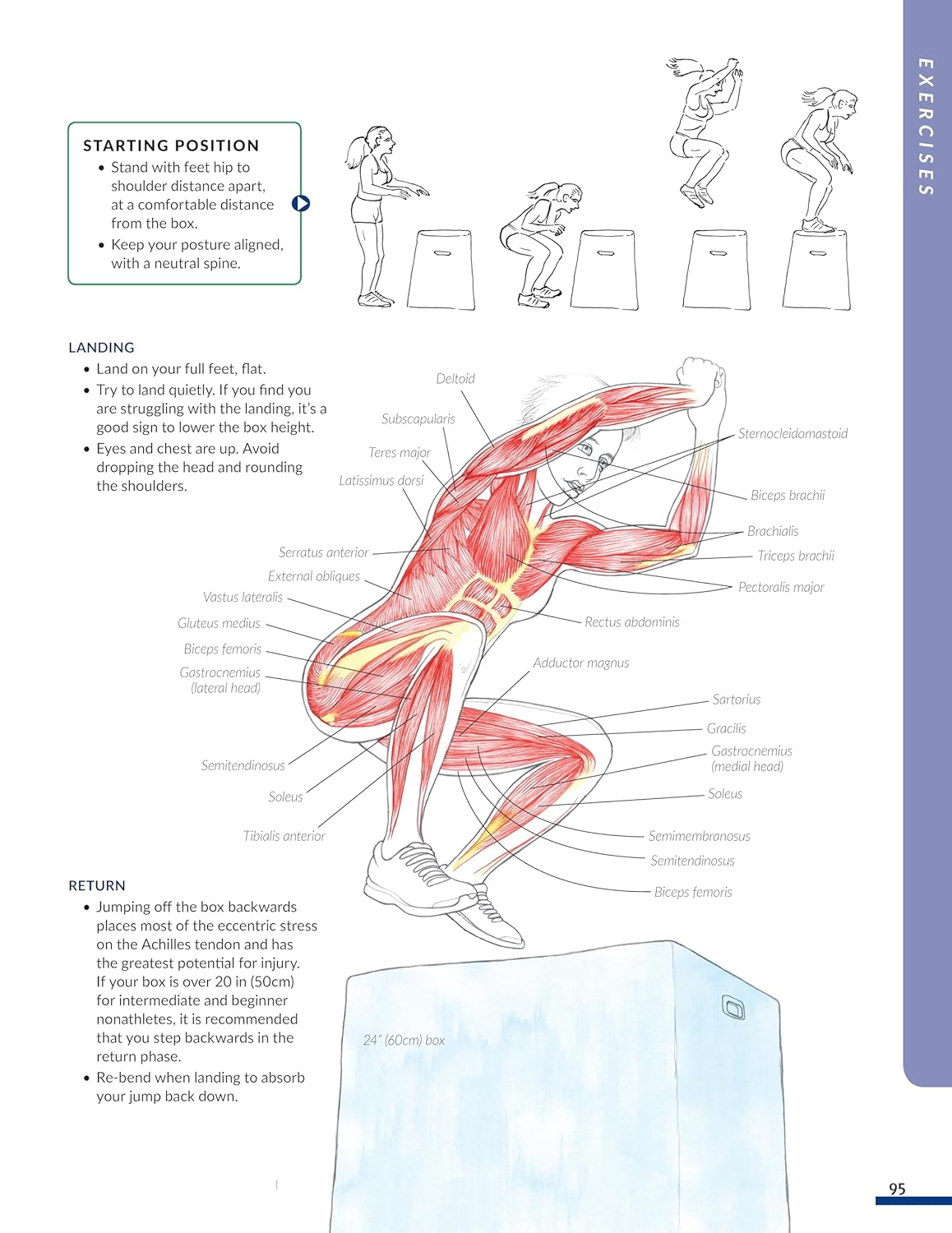 New Anatomy for Strength & Fitness Training An Illustrated Guide By Mark Vella